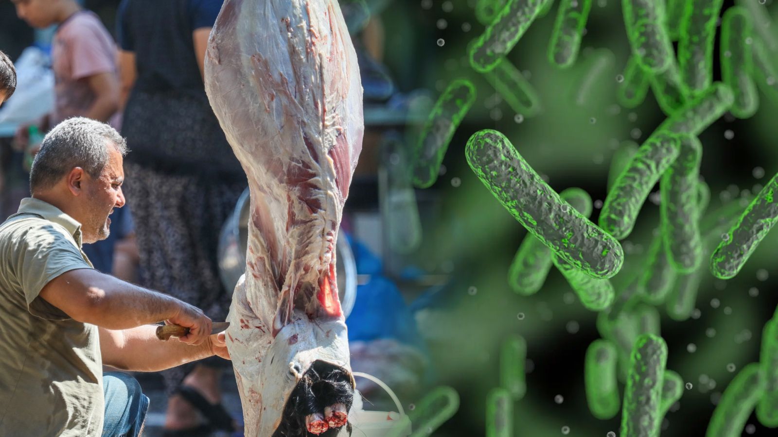 Kurban Bayramı’nda Salmonella Bakterisi Alarmı!